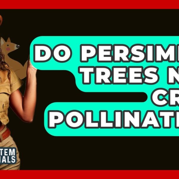 Do Persimmon Trees Need a Pollinator