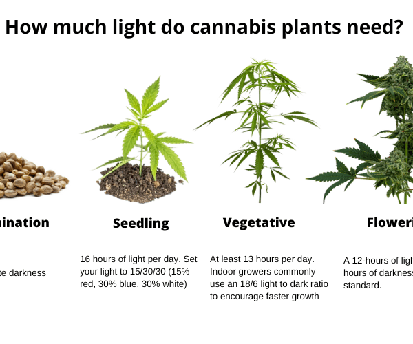 Do Seedlings Need 24 Hour Light