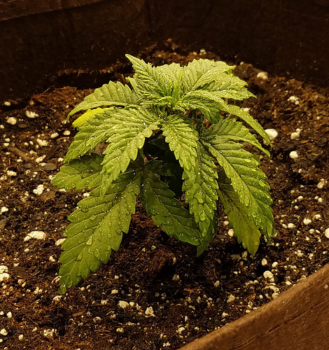 Do Seedlings Need 24 Hour Light