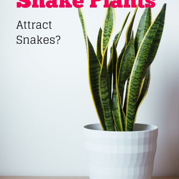 Do Snake Plants Attract Snakes