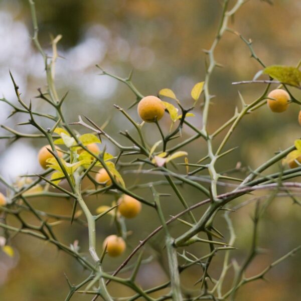 Does Pomelo Tree Have Thorns