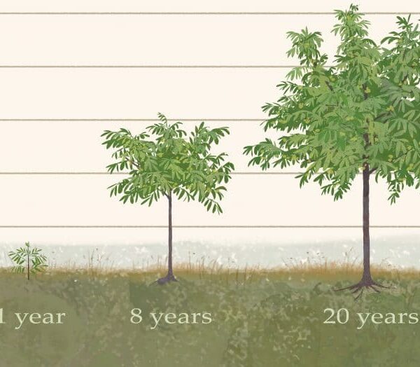 How Fast Does a Walnut Tree Grow