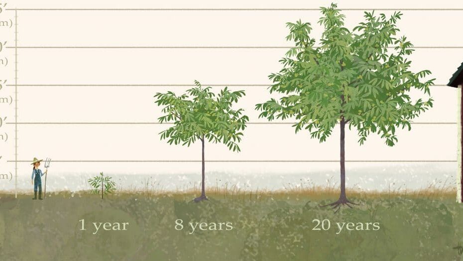 How Fast Does a Walnut Tree Grow