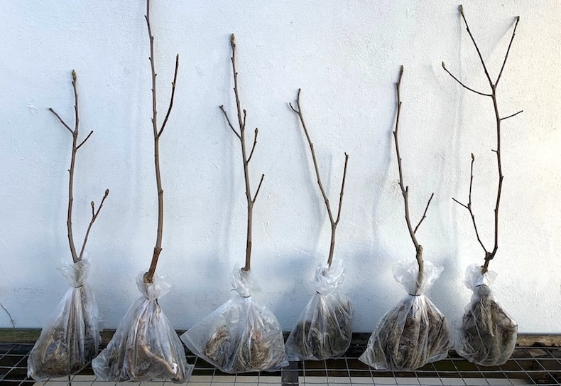 How Long Can You Keep Bare Root Plants Before Planting