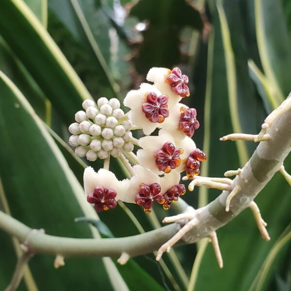 How Long Does Hoya Flower Last