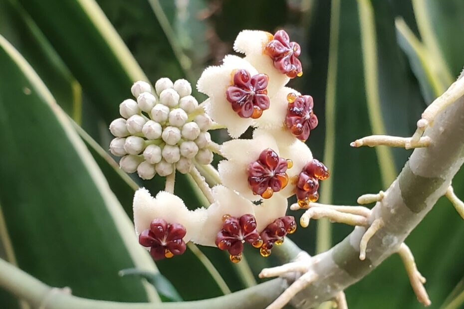 How Long Does Hoya Flower Last