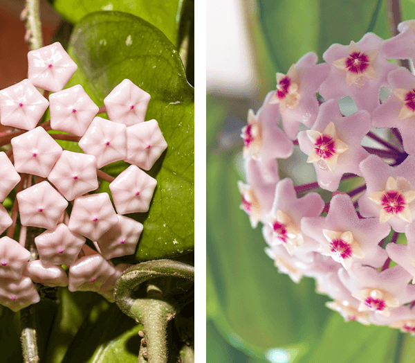 How Long Does Hoya Flower Last