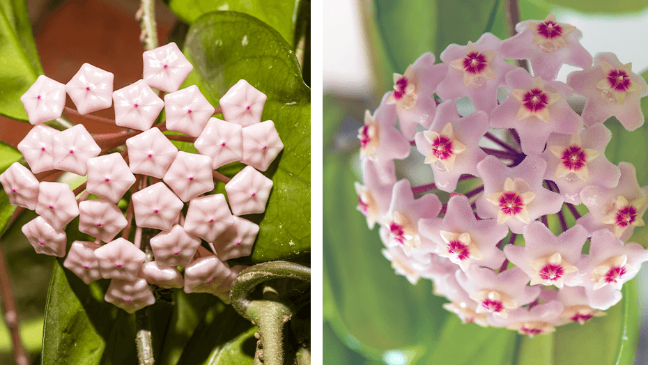 How Long Does Hoya Flower Last