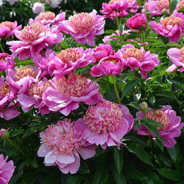 How Long Does it Take to Grow Peonies from Seed