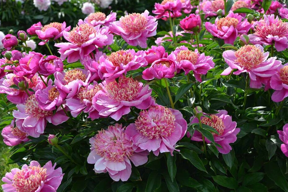 How Long Does it Take to Grow Peonies from Seed