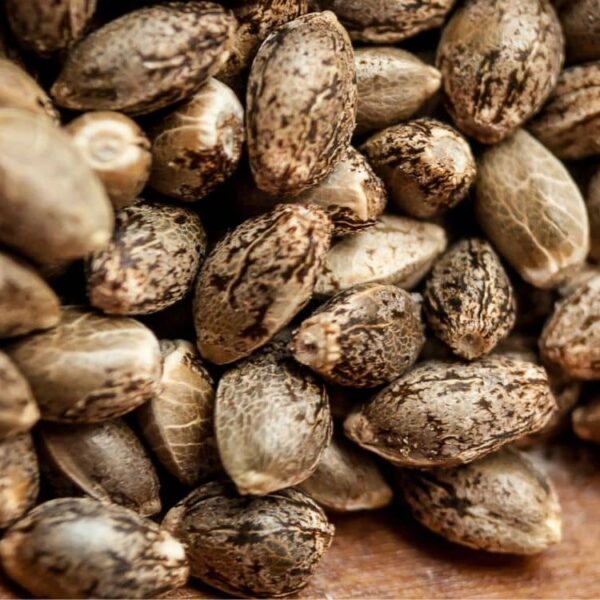 How Long Does Weed Seeds Last