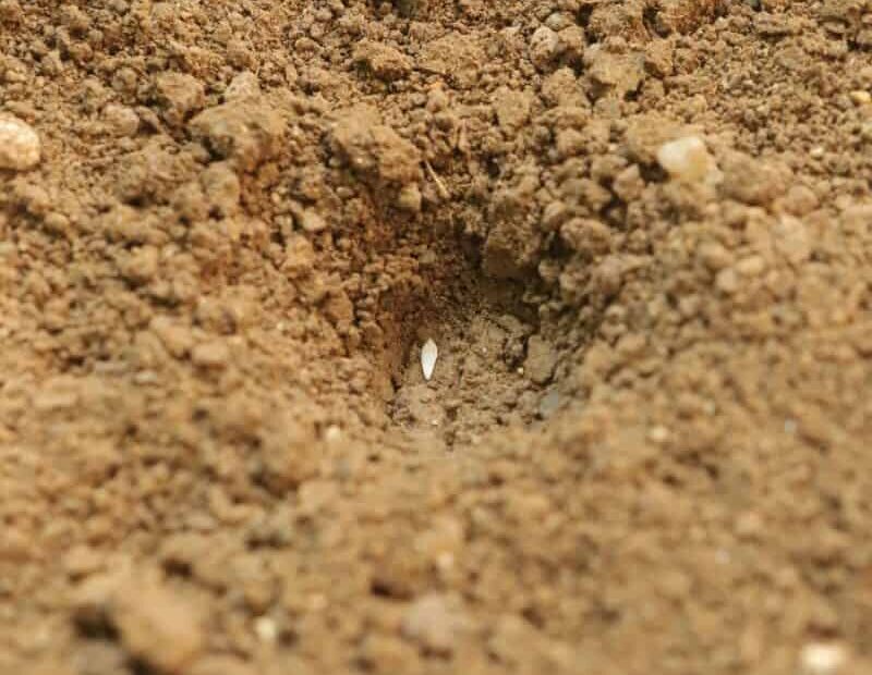 How Many Lettuce Seeds per Hole