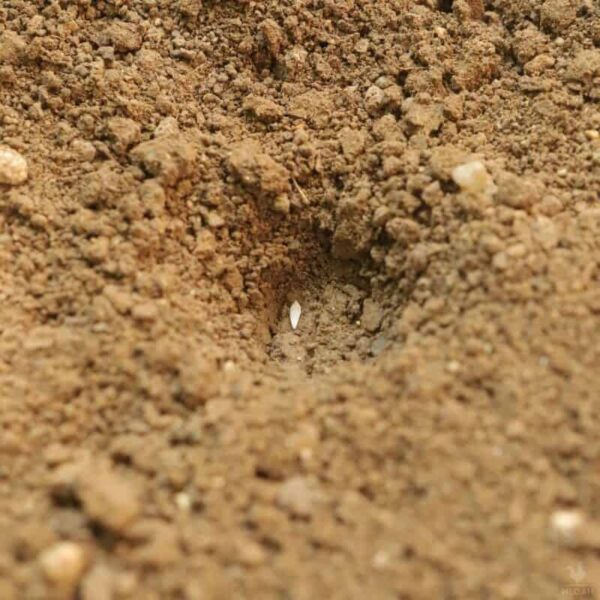 How Many Lettuce Seeds per Hole
