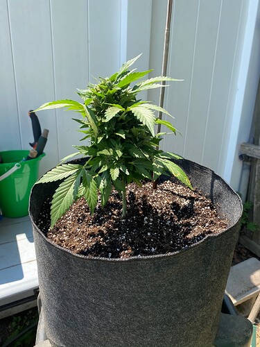 How Much Dolomite Lime per Gallon of Soil