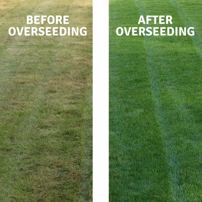 How Much Rain is Too Much After Overseeding