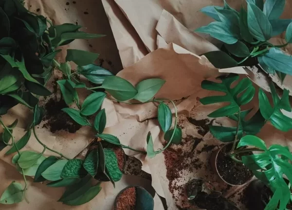 How to Acclimate Plants After Shipping