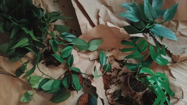 How to Acclimate Plants After Shipping