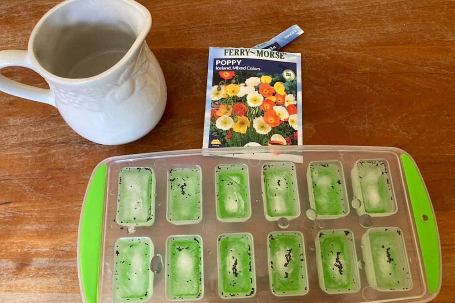 How to Cold Stratify Poppy Seeds
