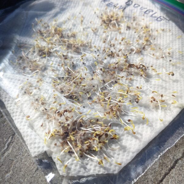 How to Cold Stratify Poppy Seeds