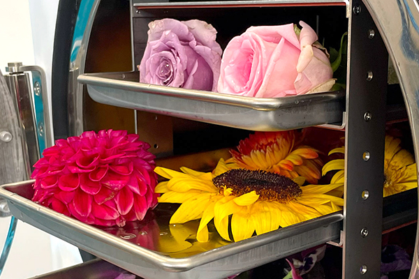How to Freeze Dry Flowers