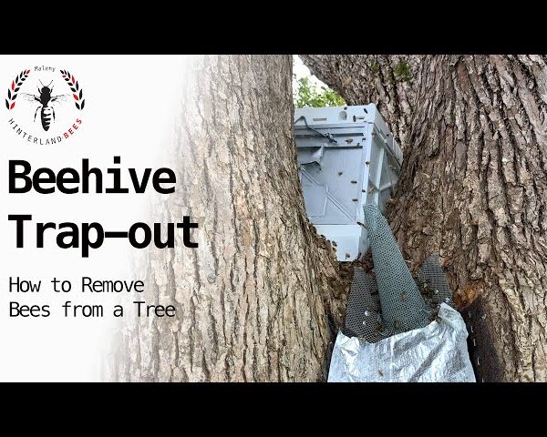 How to Get Rid of Bees in a Tree Stump