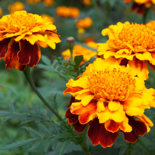 How to Get Rid of Fleas in House Plants