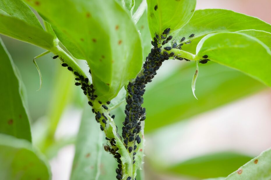 How to Get Rid of Fleas in House Plants