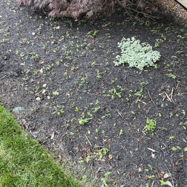 How to Get Rid of Tree Seedlings in Mulch