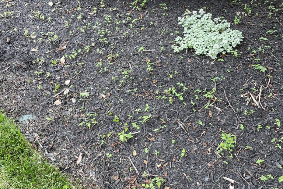How to Get Rid of Tree Seedlings in Mulch