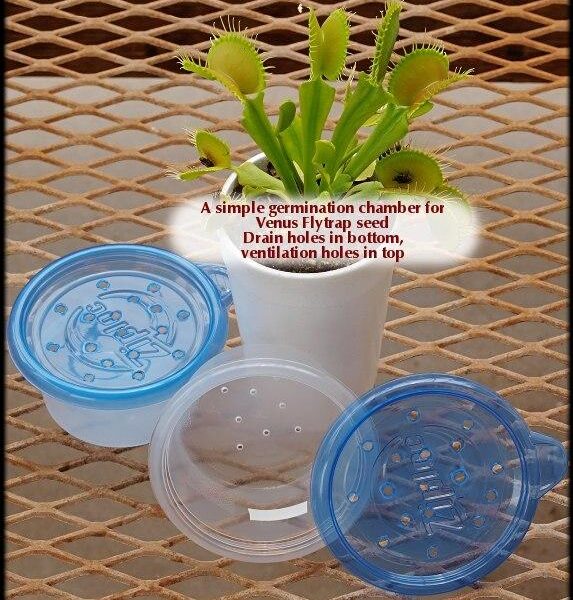 How to Grow a Venus Fly Trap from a Seed