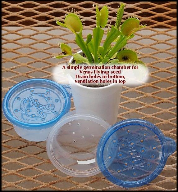 How to Grow a Venus Fly Trap from a Seed