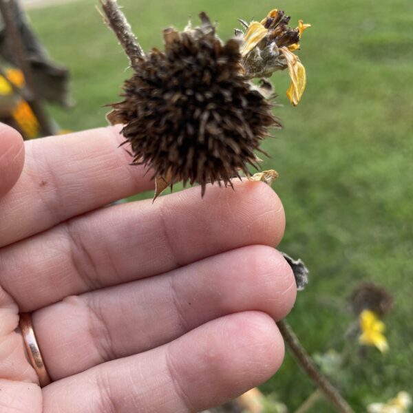 How to Harvest Sunfinity Sunflower Seeds