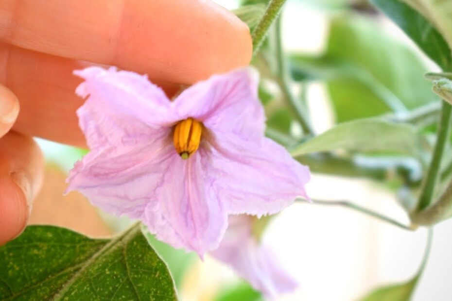 How to Know if Eggplant Flower is Pollinated