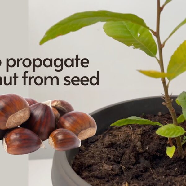 How to Plant a Chestnut Seed