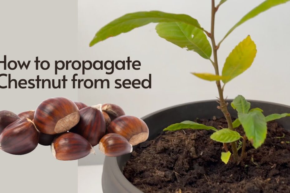 How to Plant a Chestnut Seed