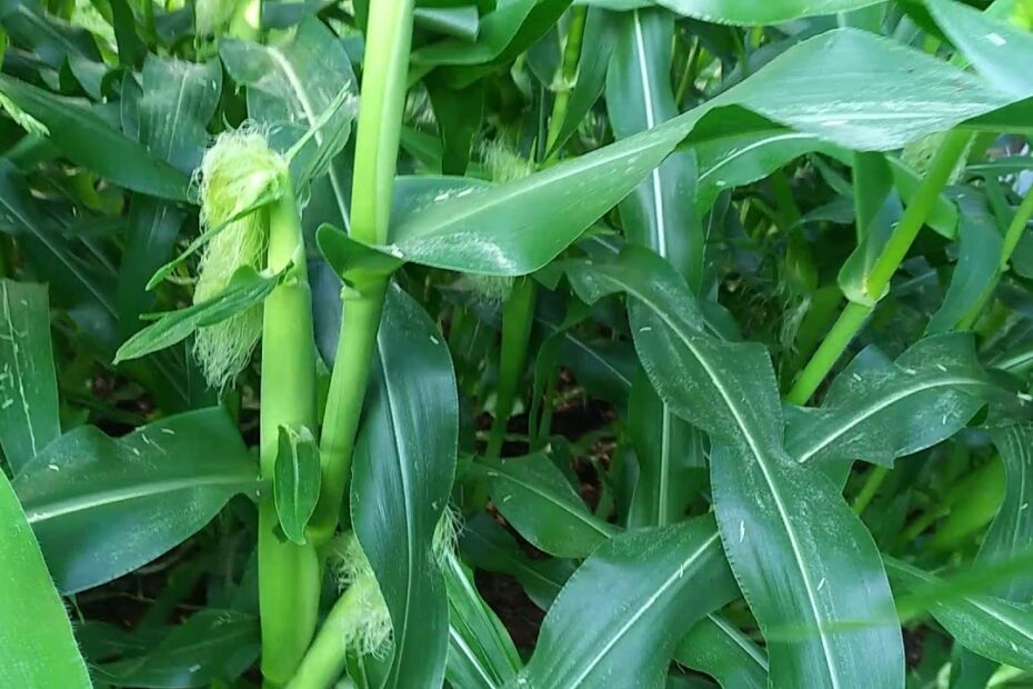 How to Plant Peaches and Cream Corn