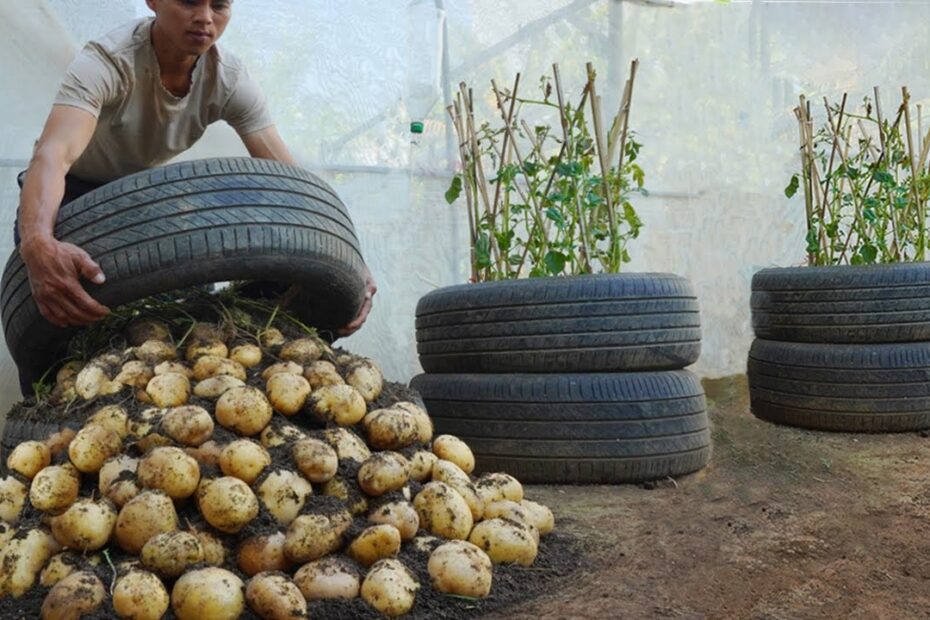 How to Plant Potatoes in Tires