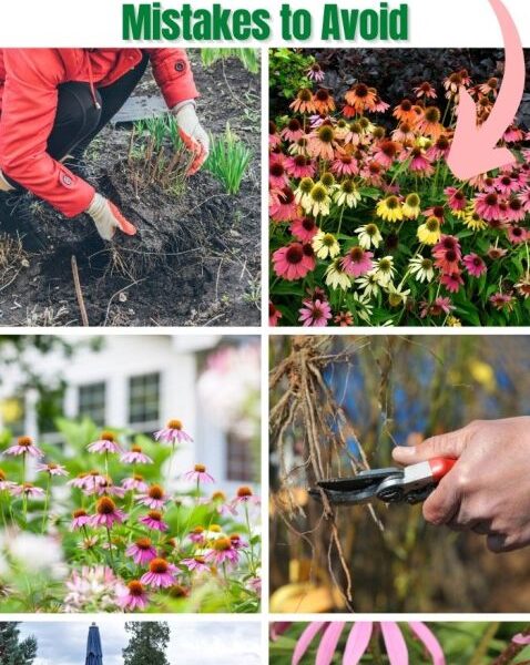How to Propagate Coneflower