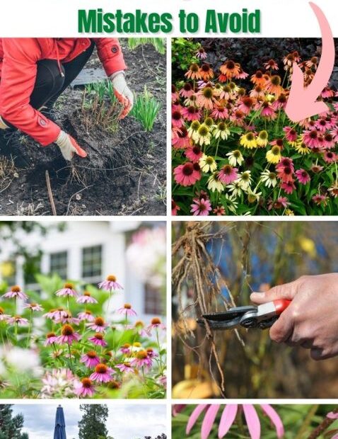 How to Propagate Coneflower