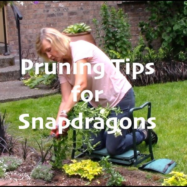 How to Prune Snapdragons