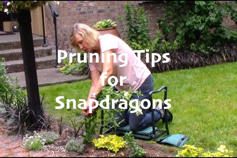 How to Prune Snapdragons