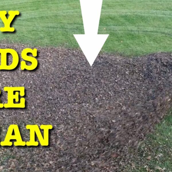 How to Remove Pine Needles from Lawn