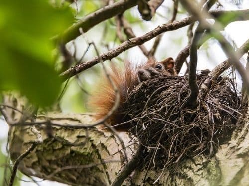 How to Remove Squirrel Nest from Tree