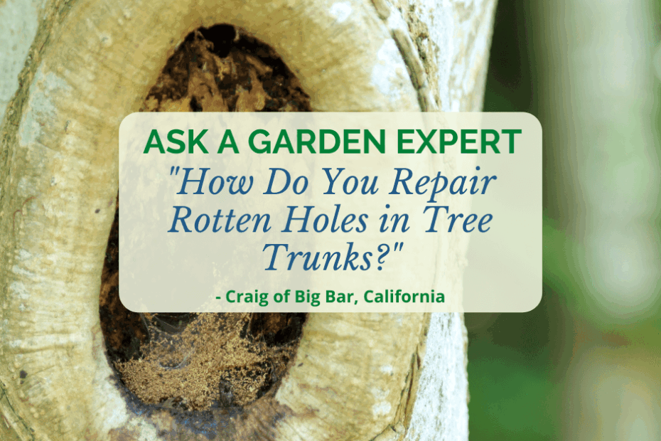 How to Repair a Rotten Hole in a Tree