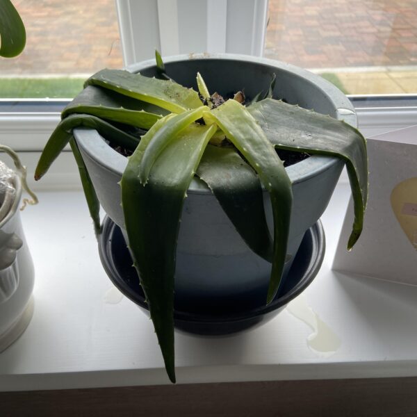 How to Revive Aloe Plant After Freeze