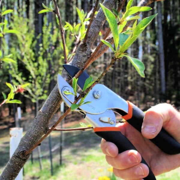 How to Root Peach Tree Cuttings