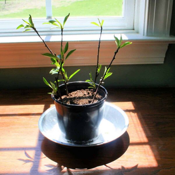 How to Root Peach Tree Cuttings