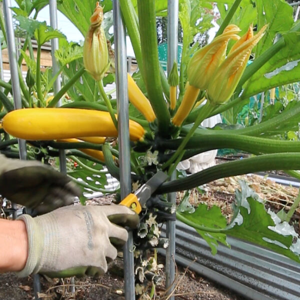 How to Stake Zucchini Plants