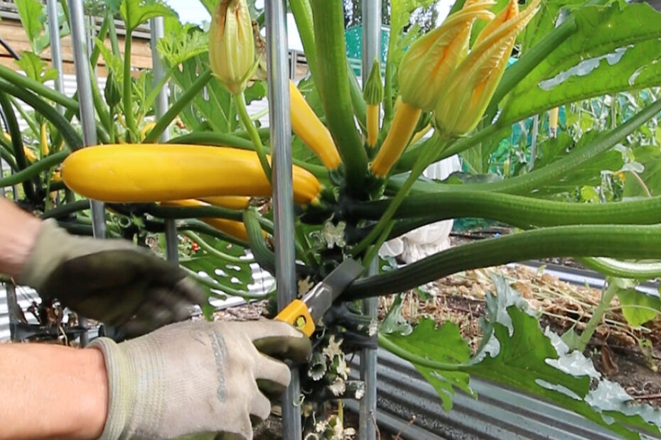How to Stake Zucchini Plants