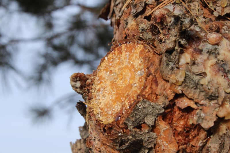 How to Stop Sap from Coming Out of Tree
